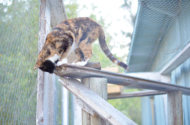 catio for cats climbing