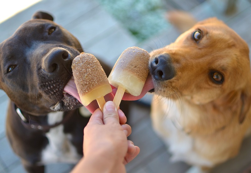 dogs with popsicles