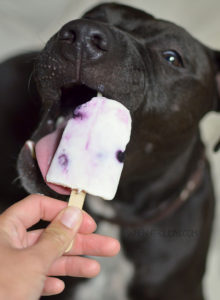 x blueberry yogurt popsicle for dogs copy