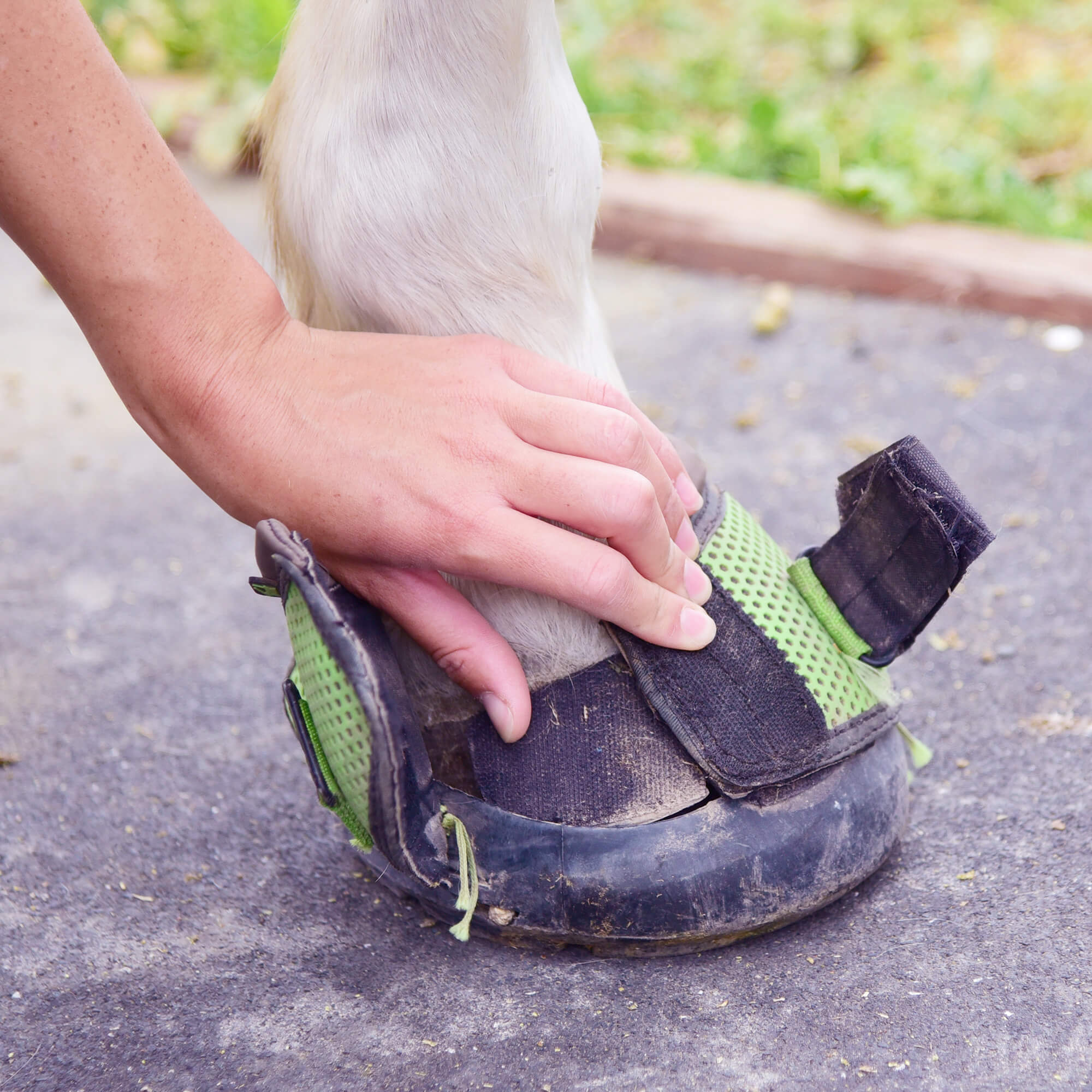 Cavallo Hoof Boots When It Clicks