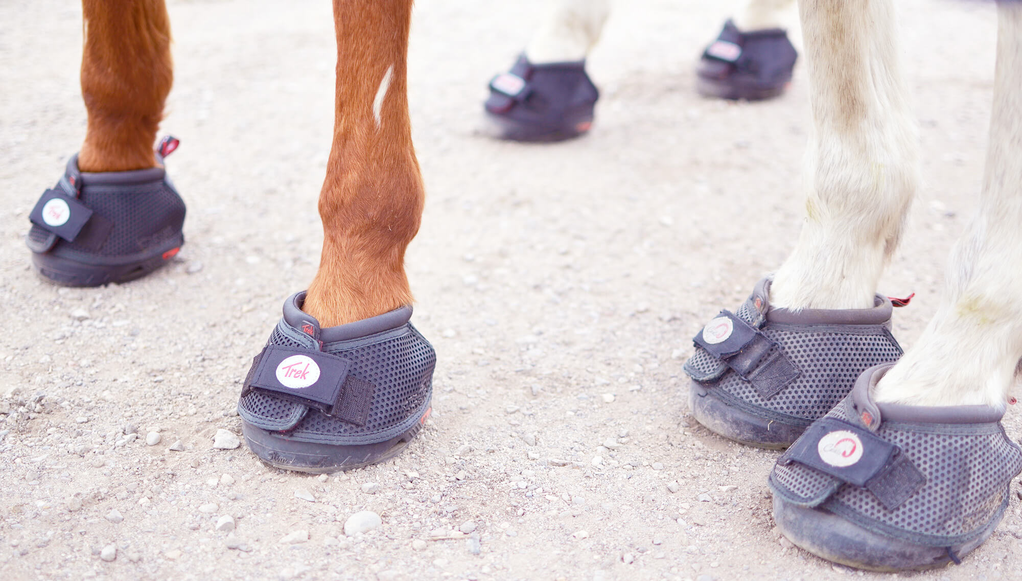 Cavallo Hoof Boots When It Clicks
