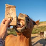 unbridled_bakery-happy-trubee