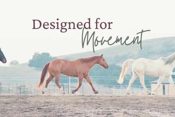 designed for movement thumbnail