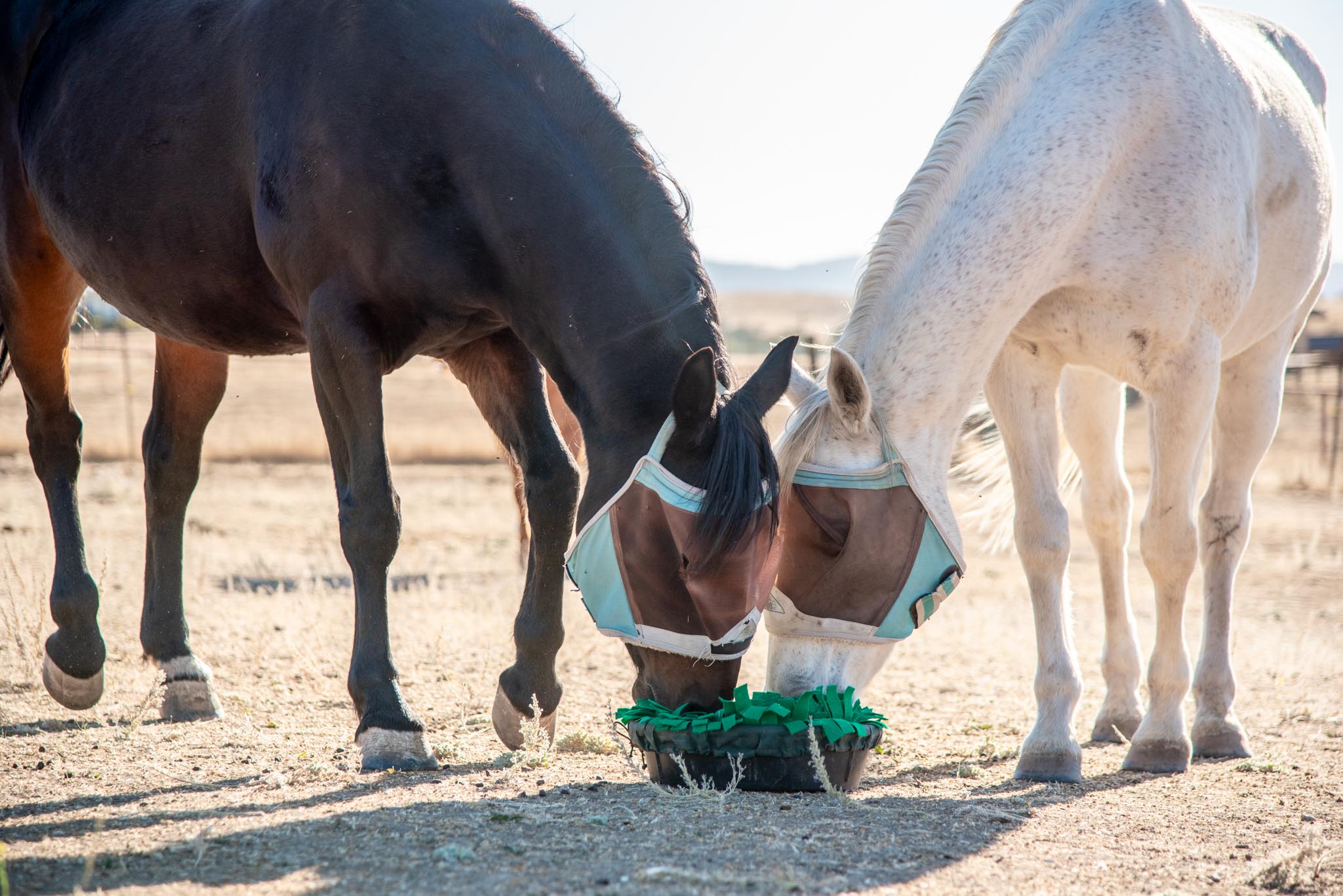 SnufflePasture with two horses