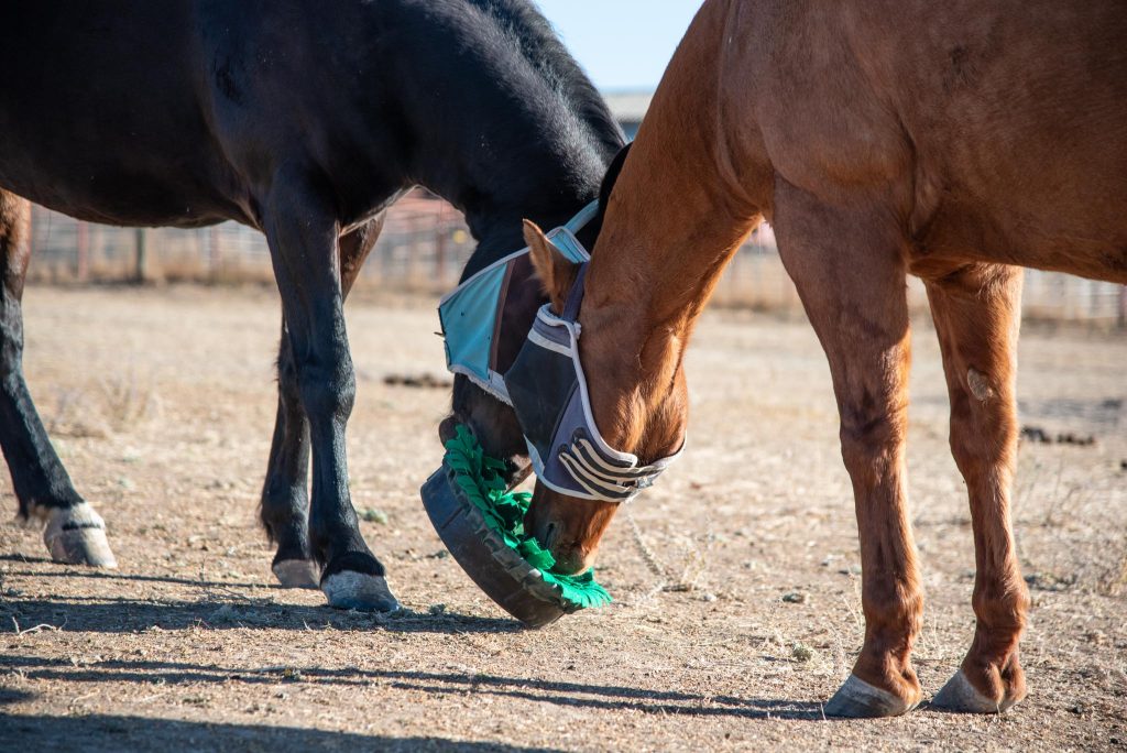 snufflepasture snuffle mat for horses