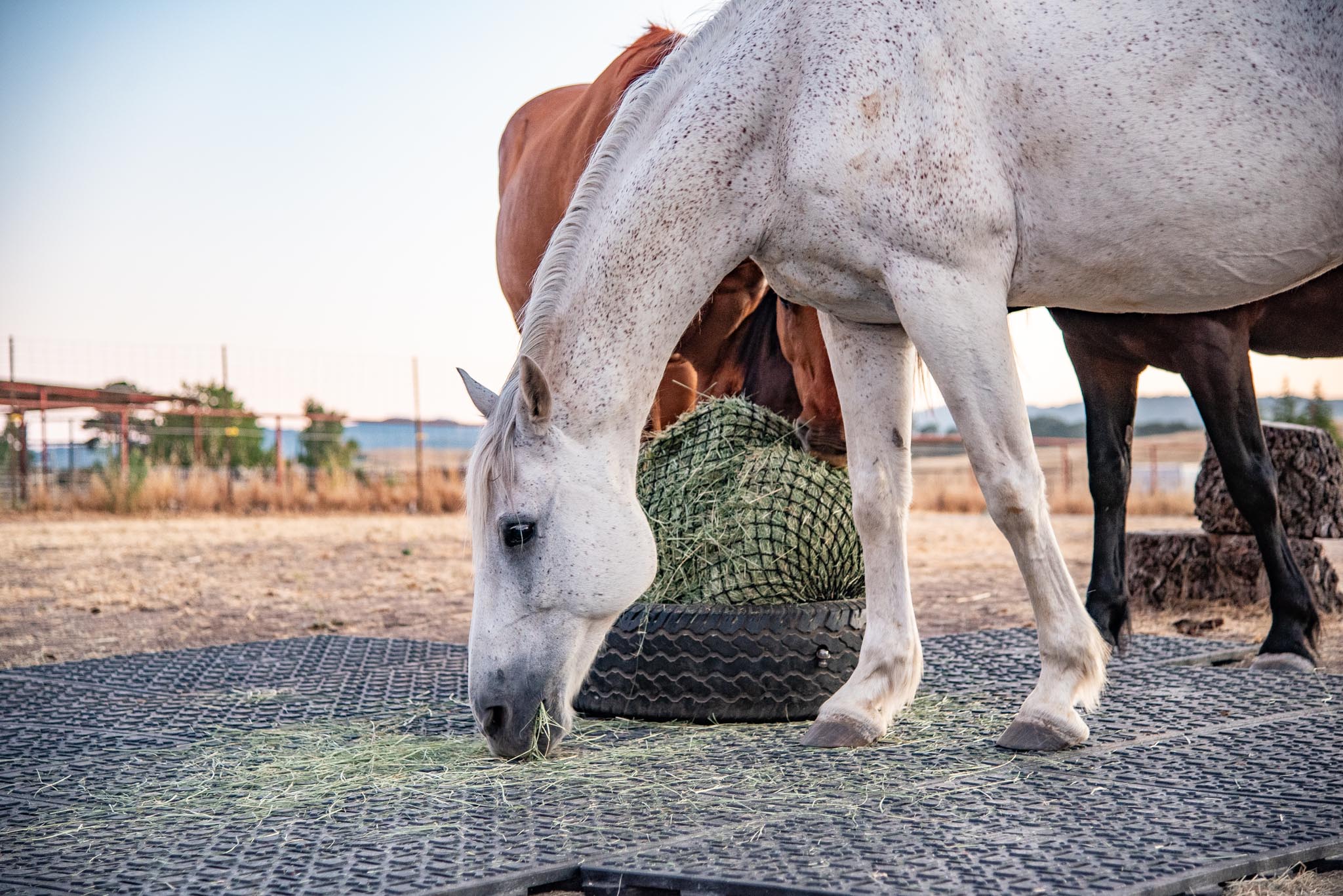 Keep hay off the dirt with stabilization grids