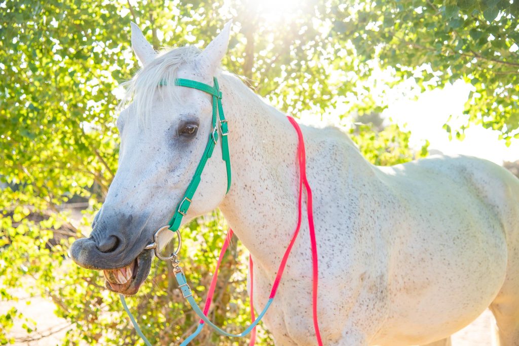 colorful bridle on tucker