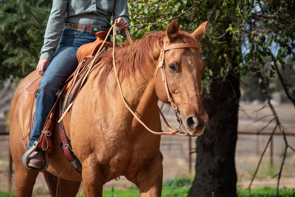 training bridle light leather on trubee