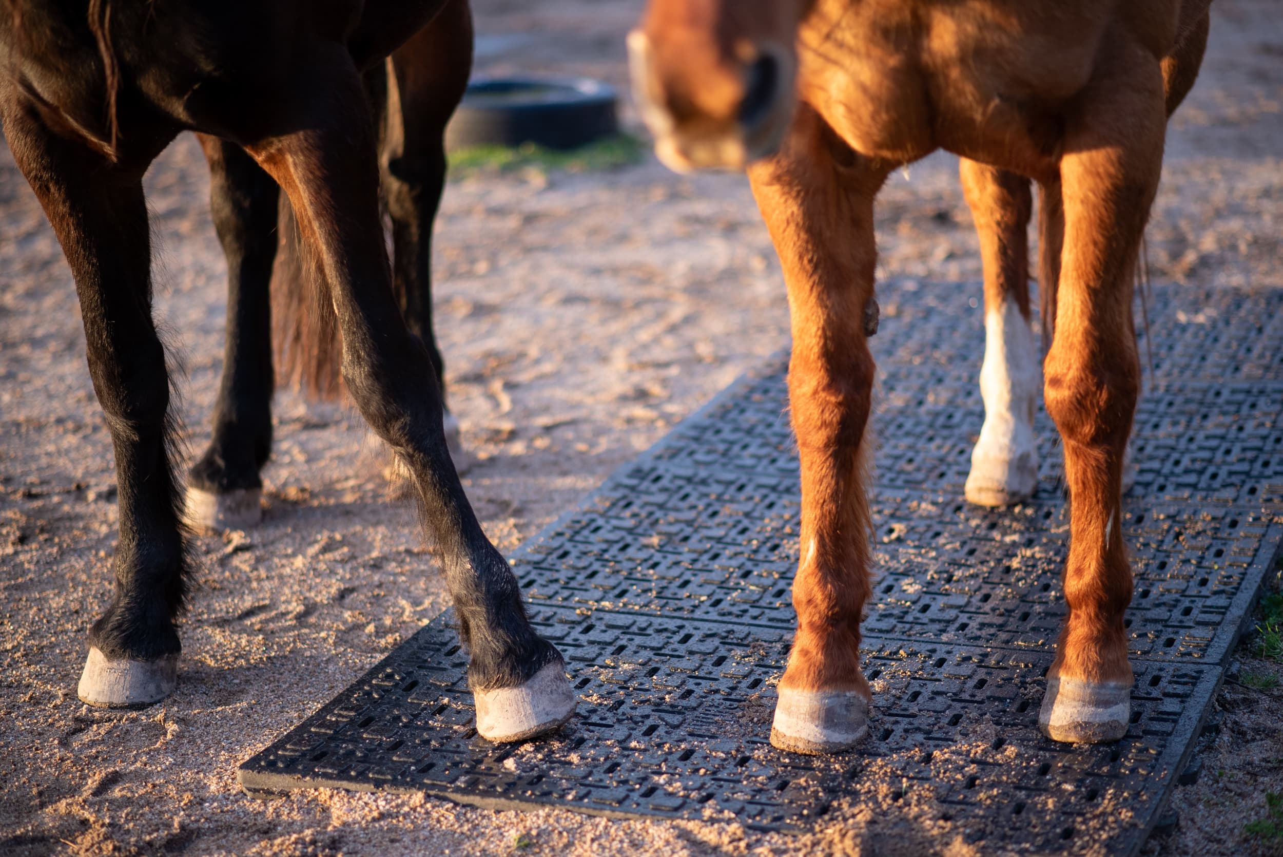 Equinox Mud Grids stabilization for horses (6)