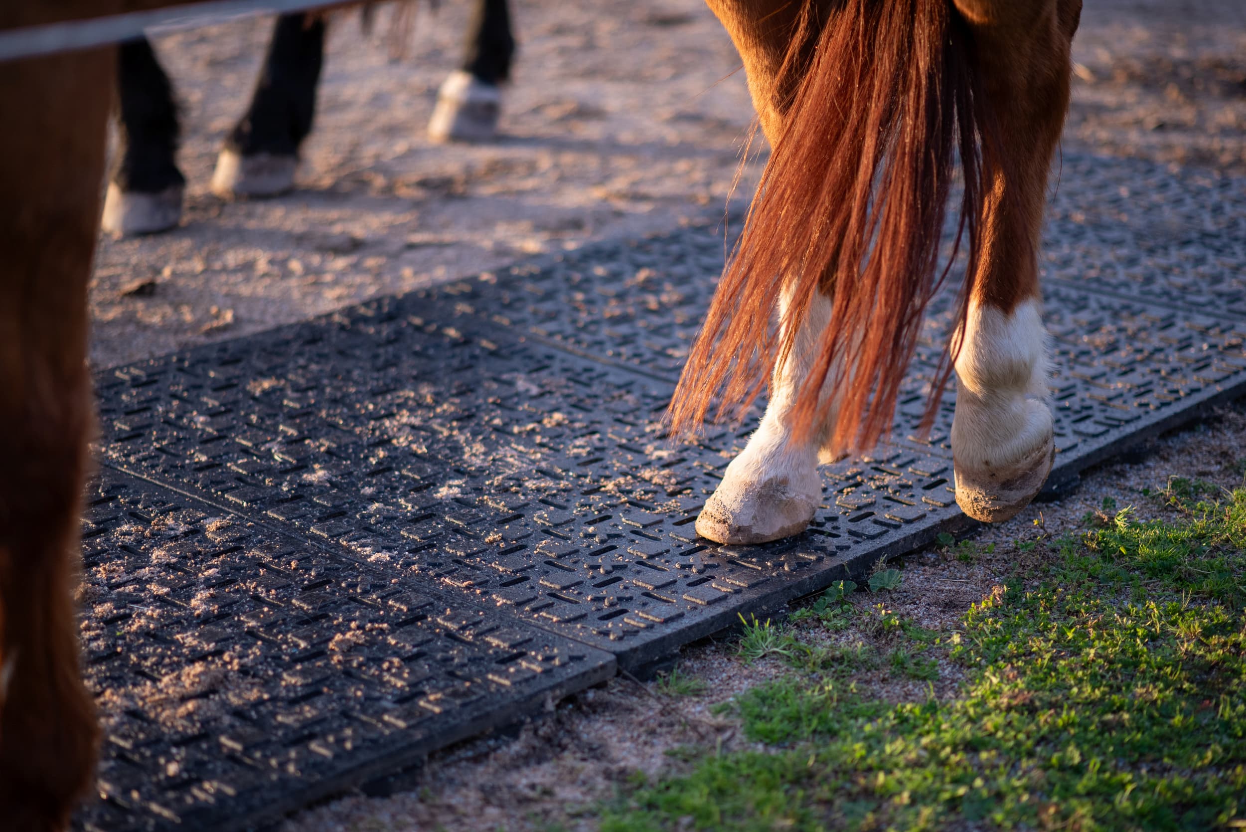 Equinox Mud Grids stabilization for horses (8)