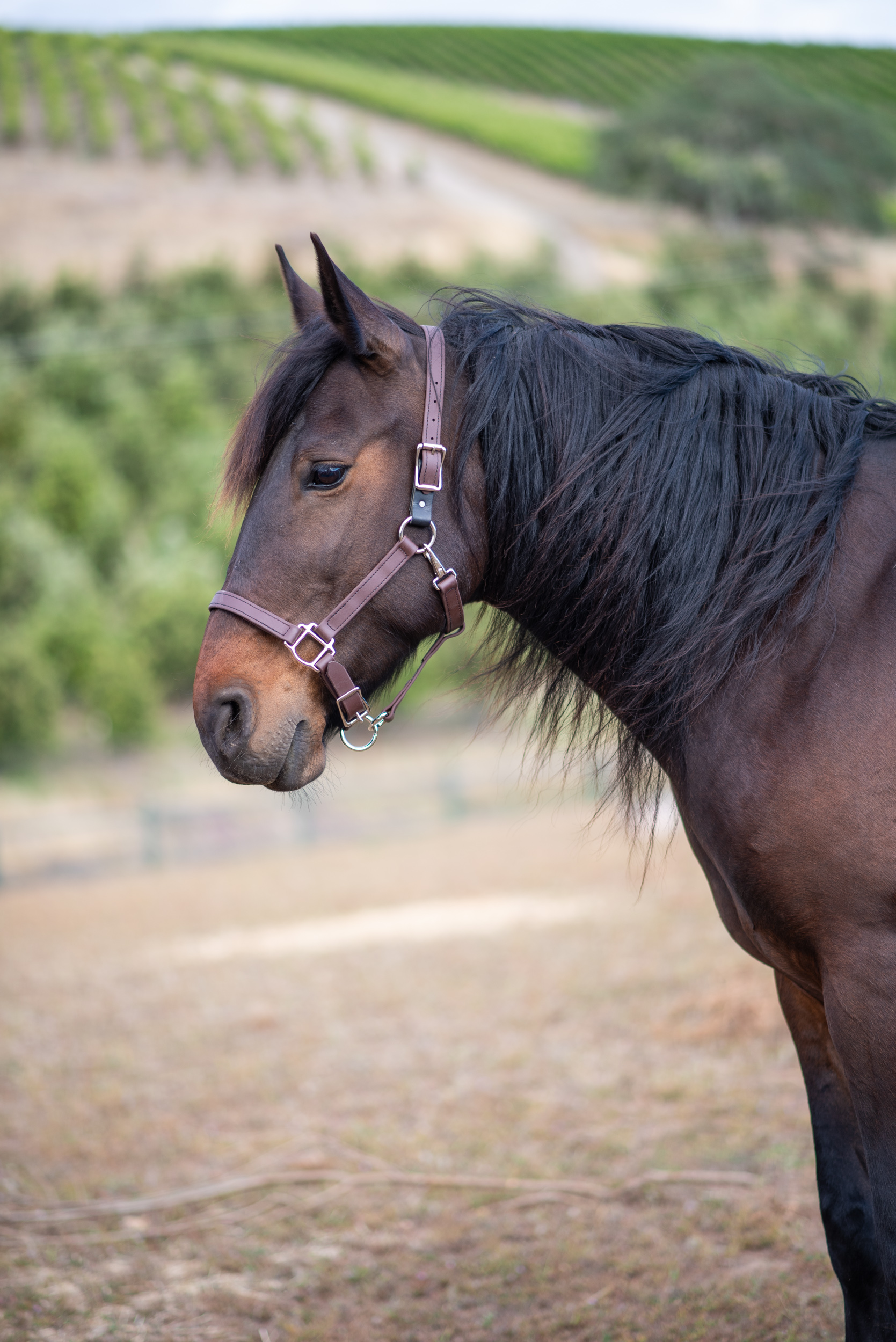 Dark Brown Halter