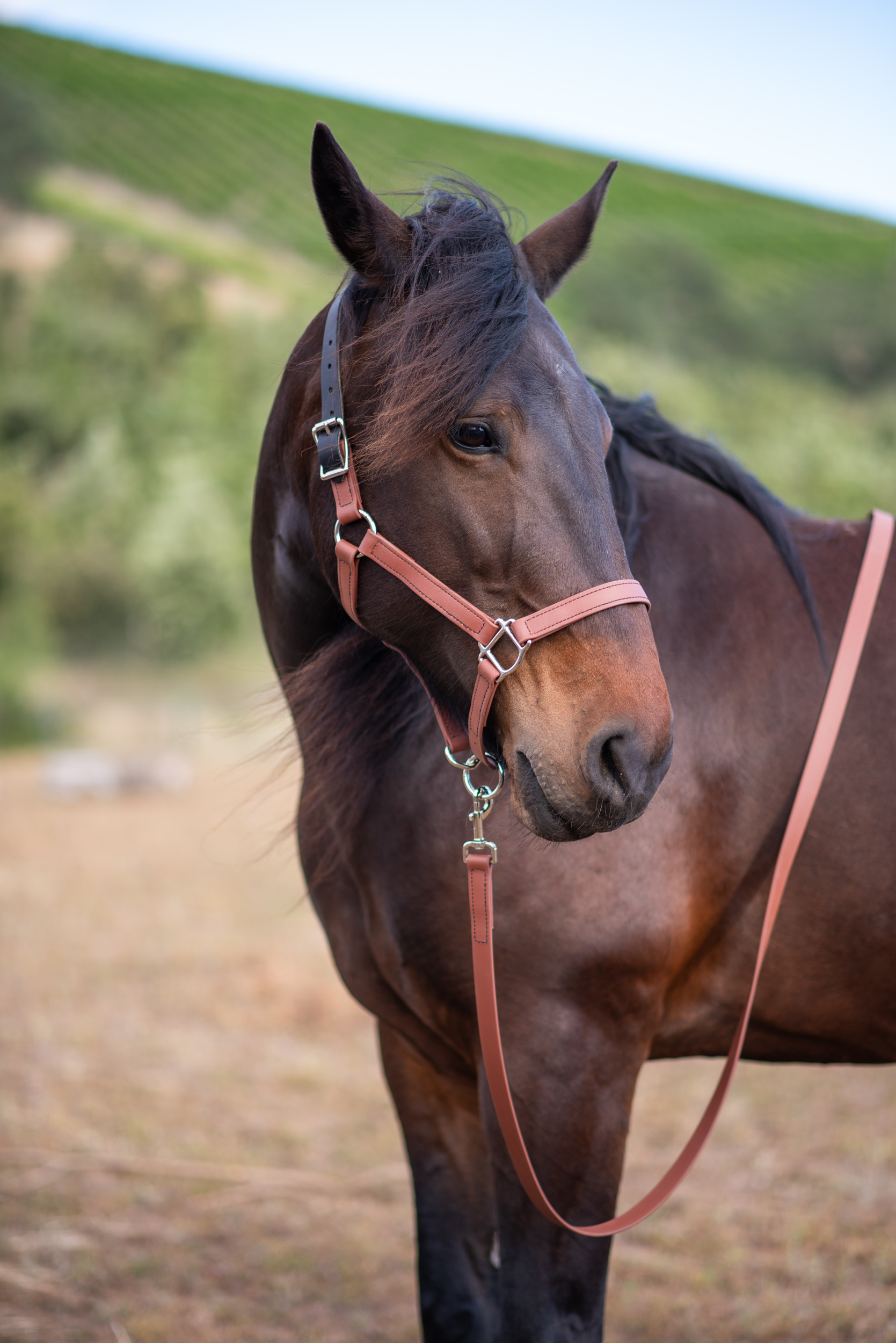 Medium Brown Halter