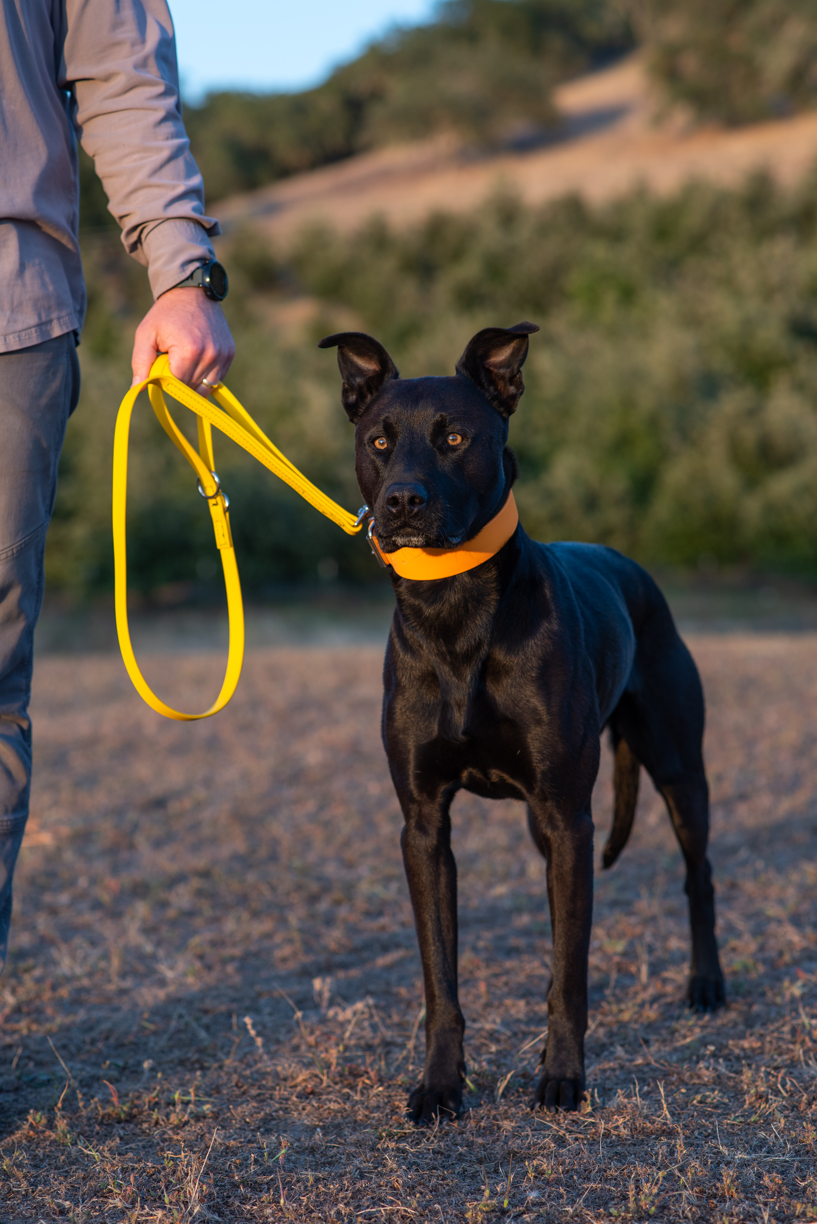 Mango Hunt Collar with Sunflower Leash