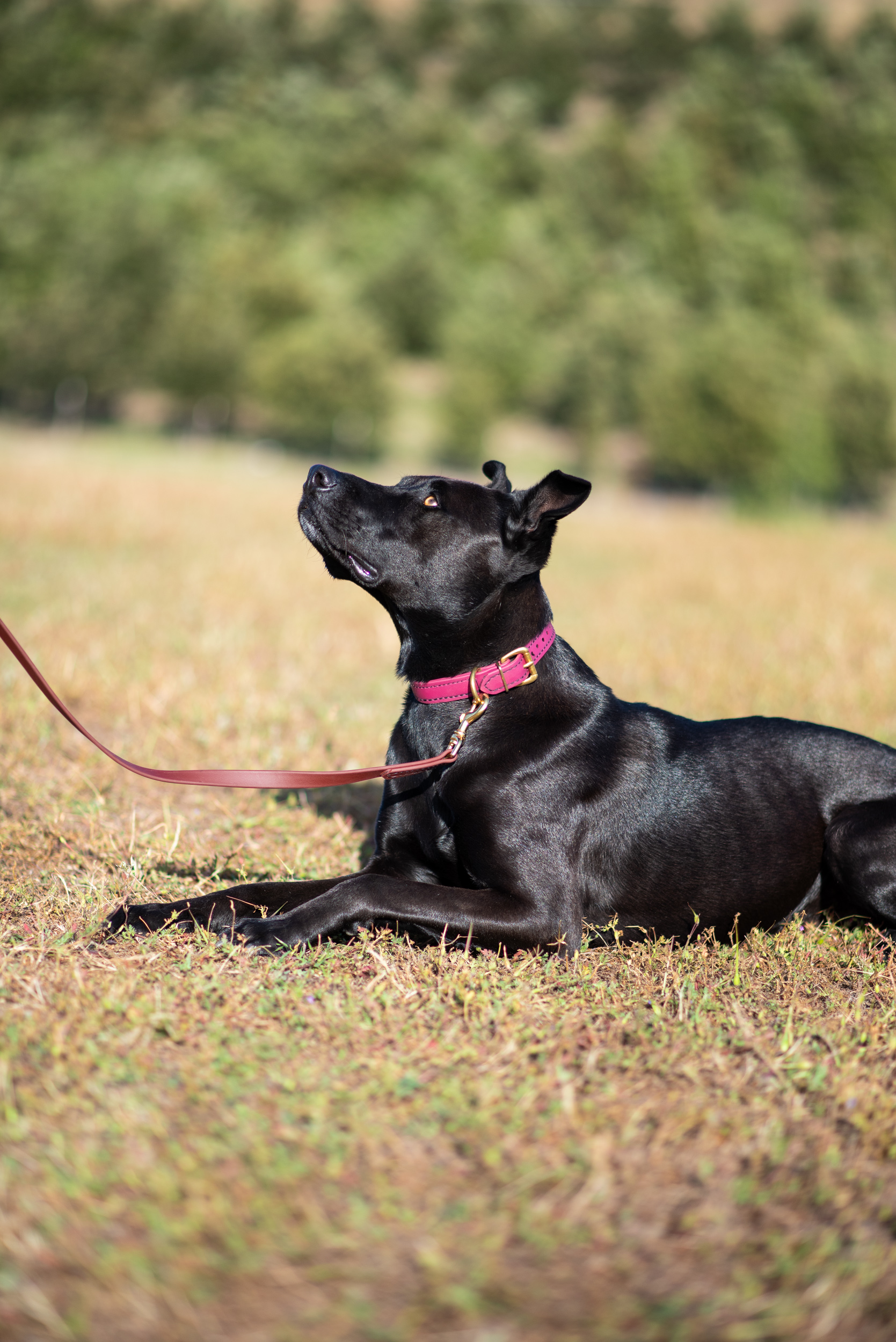 Maroon Collar with Mahogany Leash