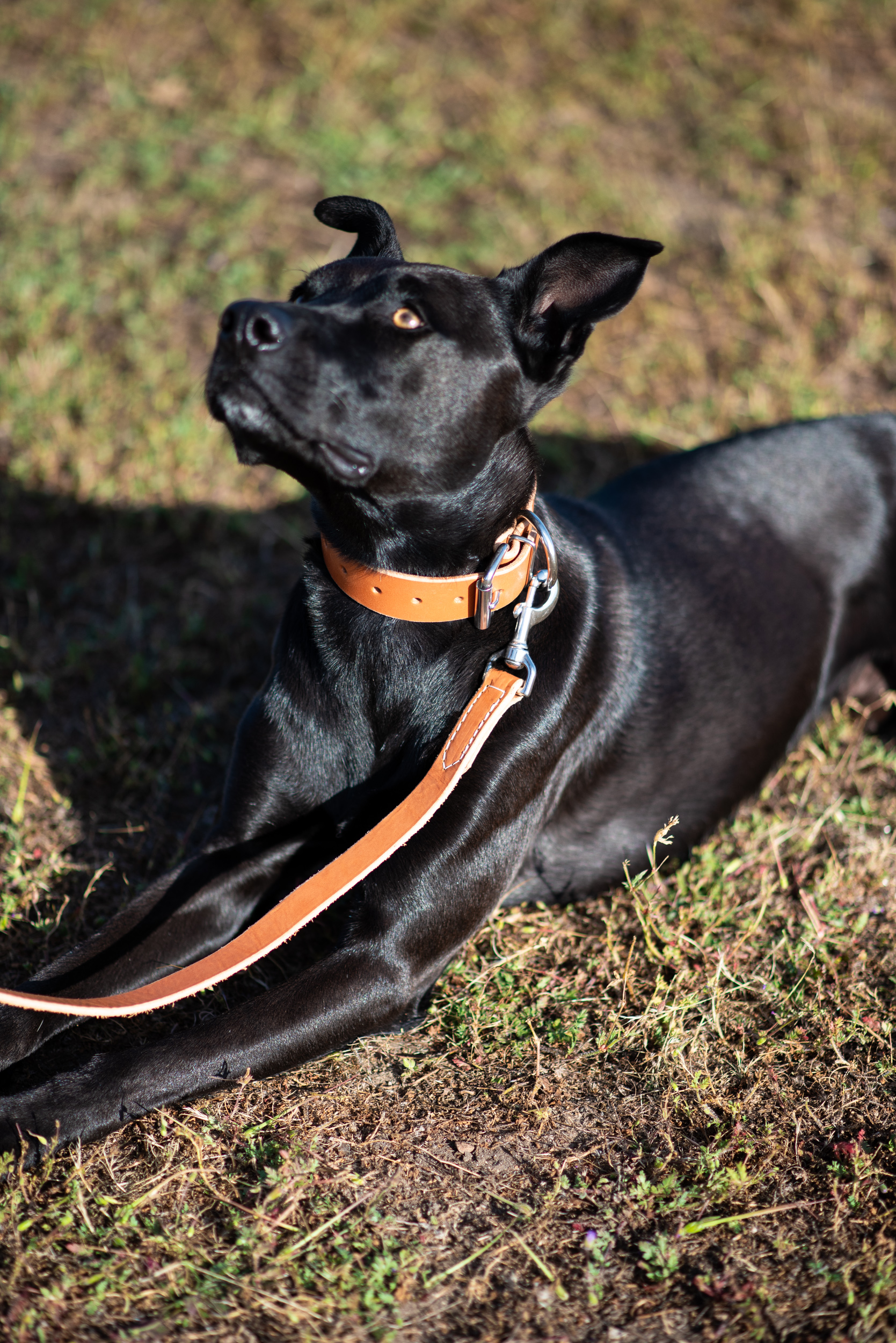 Light Brown Leather Hunt Collar