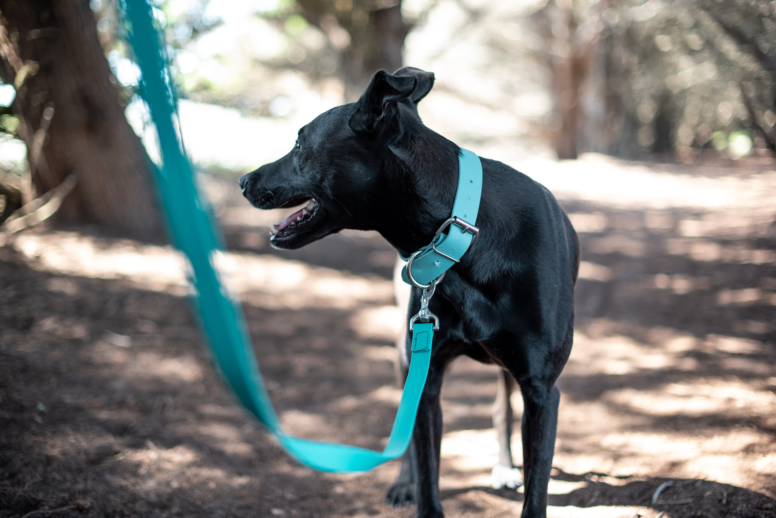 Dusty Turquoise Hunt Collar with Turquoise Leash