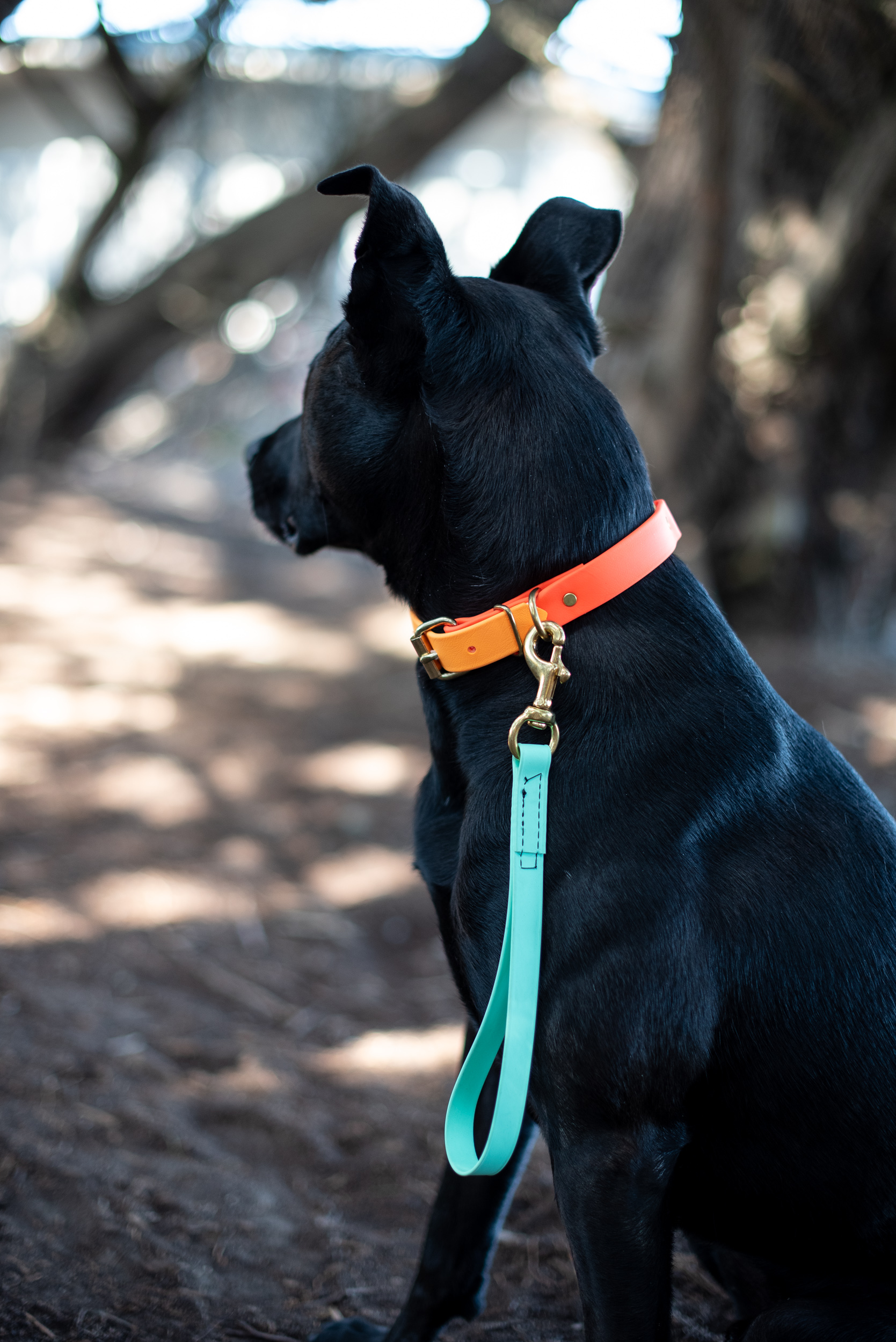 Two Toned Hunters Orange and Mango Collar with Mint/Seafoam Traffic Handle