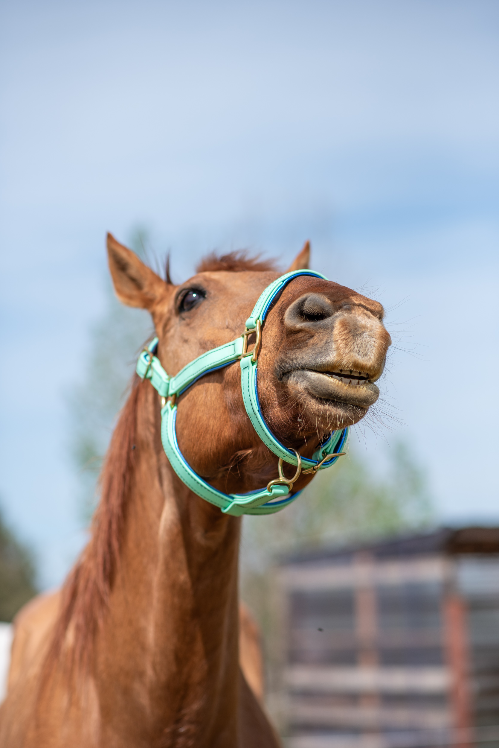 METALLIC PADDED Stable Halter