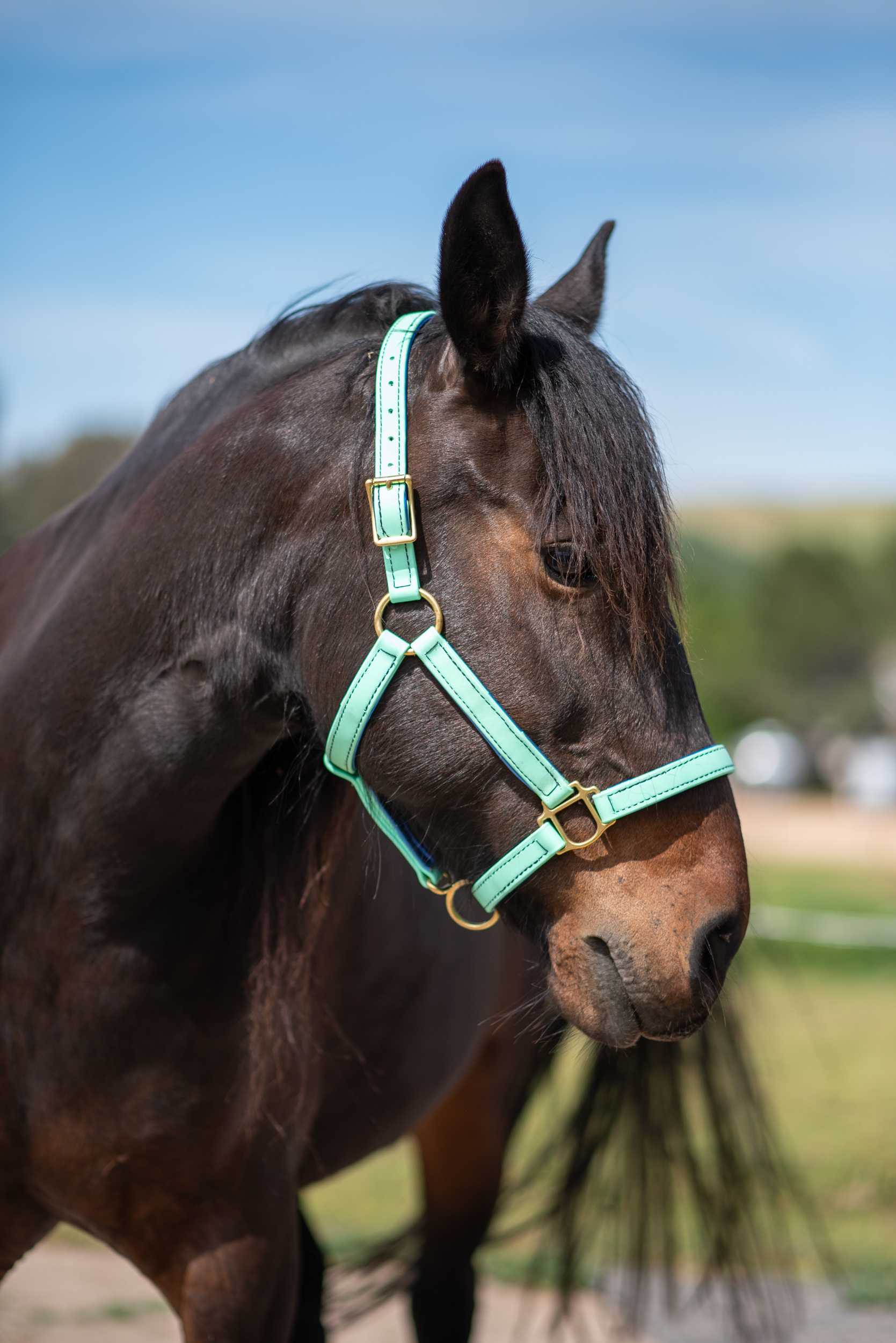 METALLIC PADDED Stable Halter