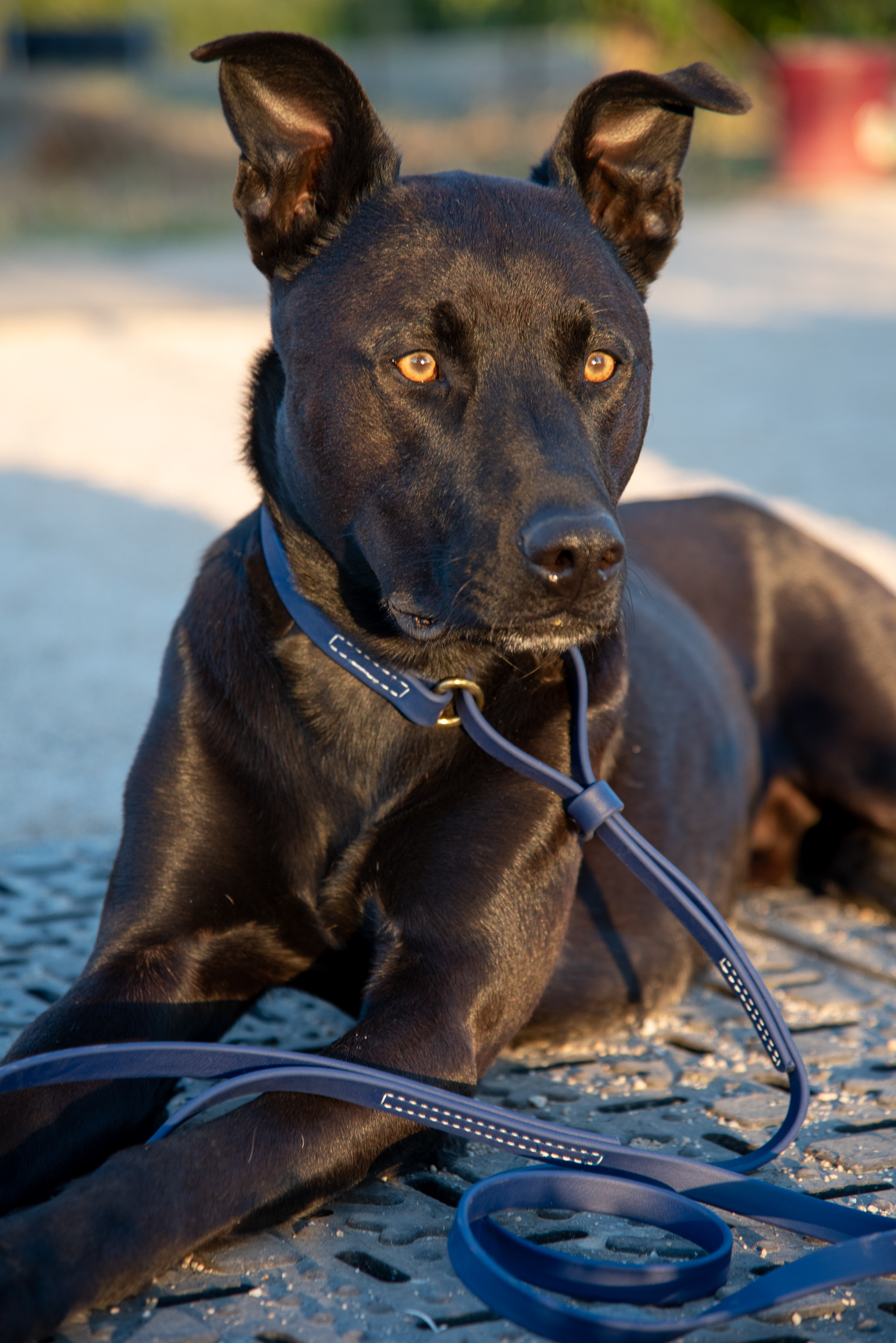 Navy Martingale Slip Lead