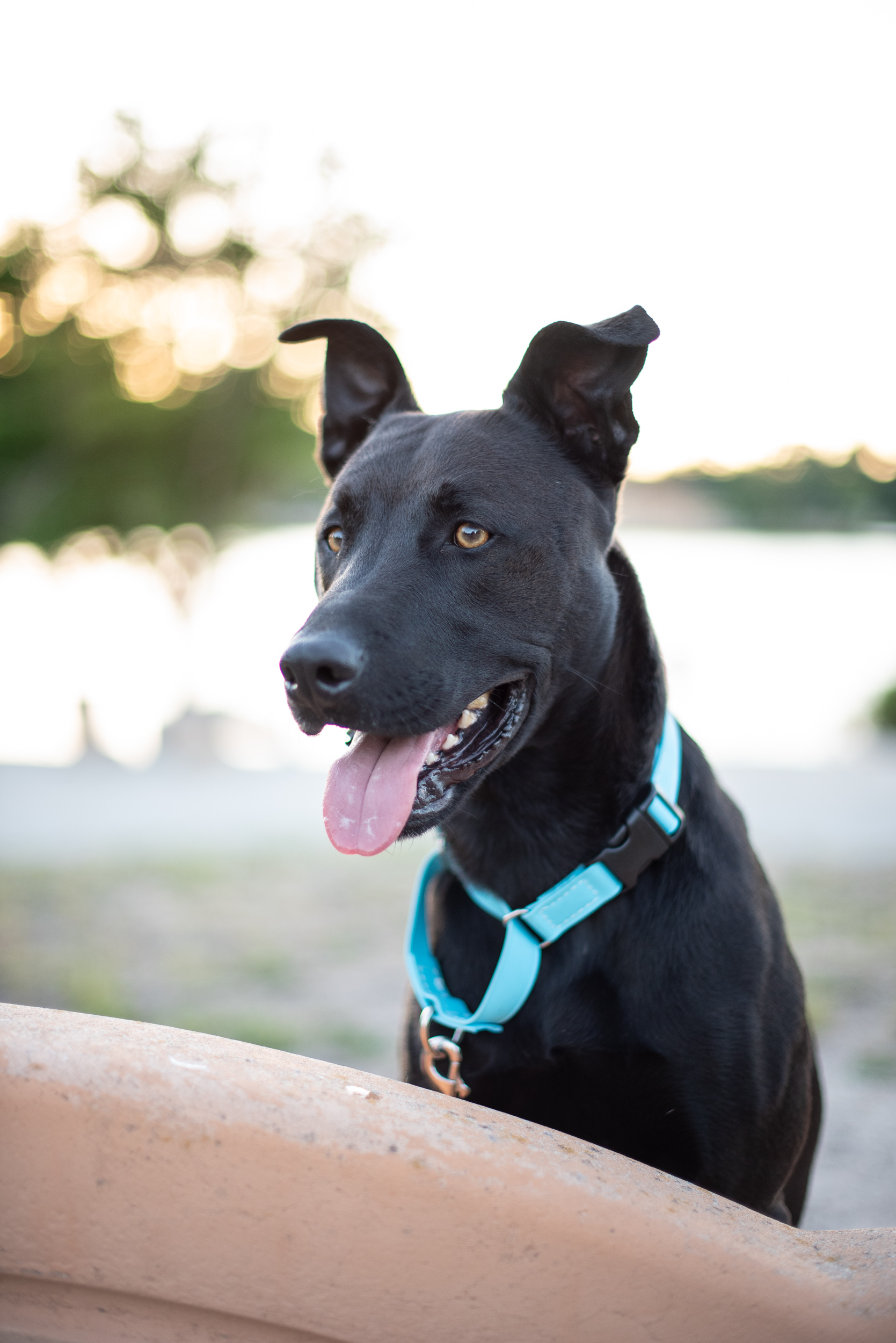 Baby Blue Martingale Collar