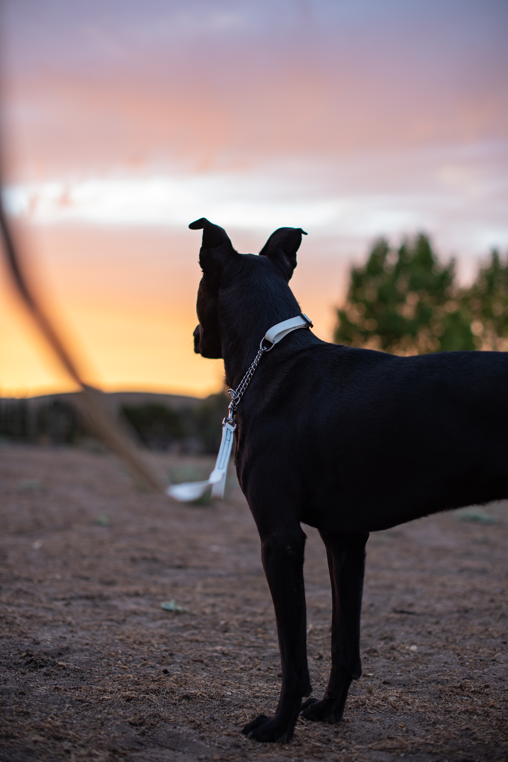 White Martingale with Chain Collar and Leash
