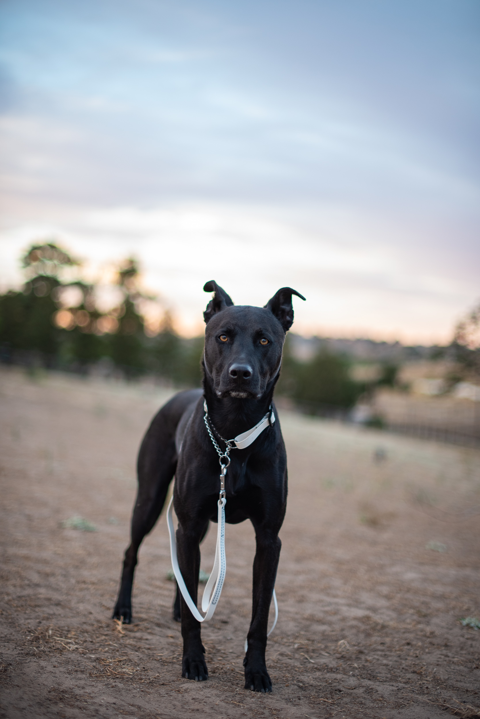 White Martingale with Chain Collar and Leash