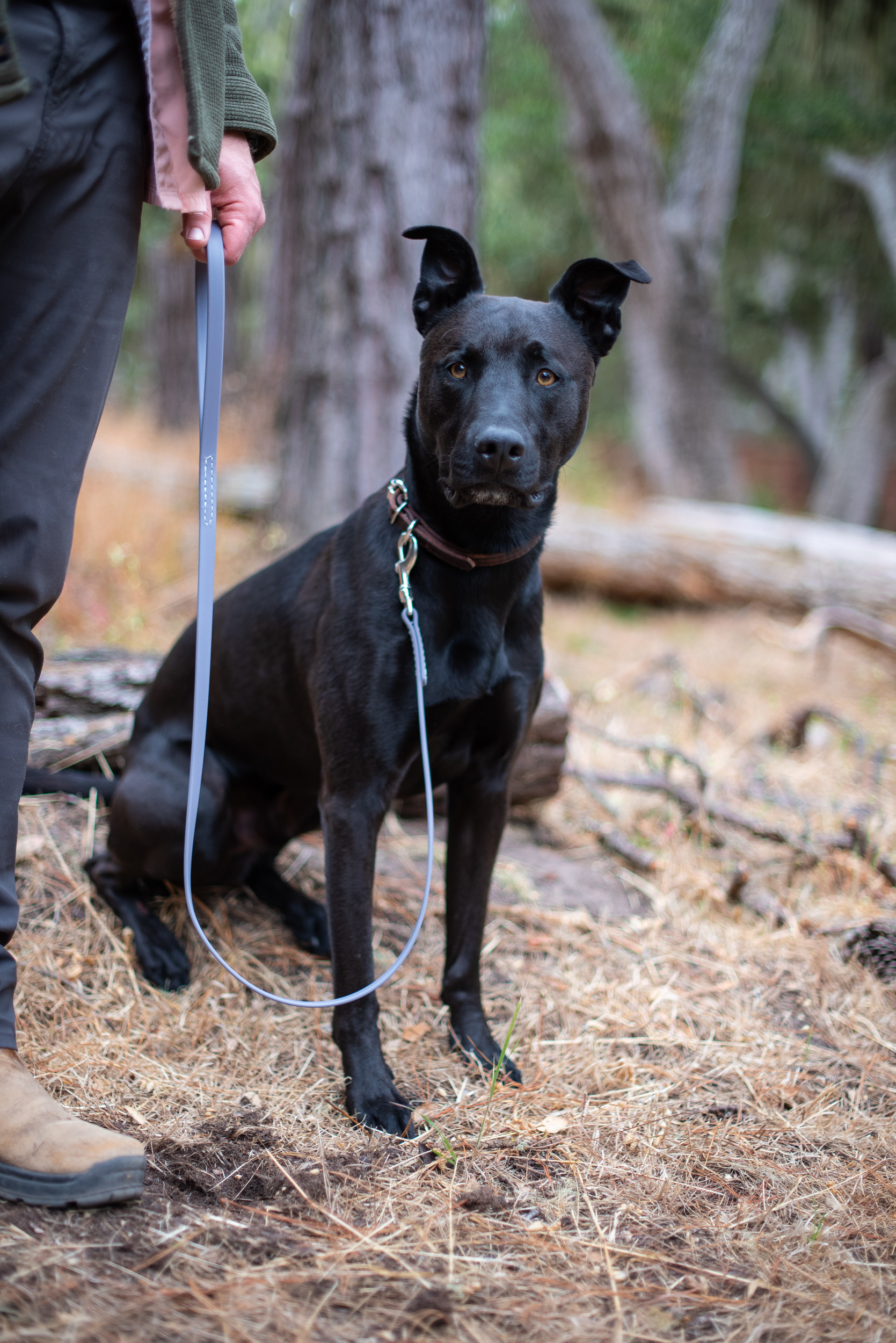 Leather Collar with Grey Leash