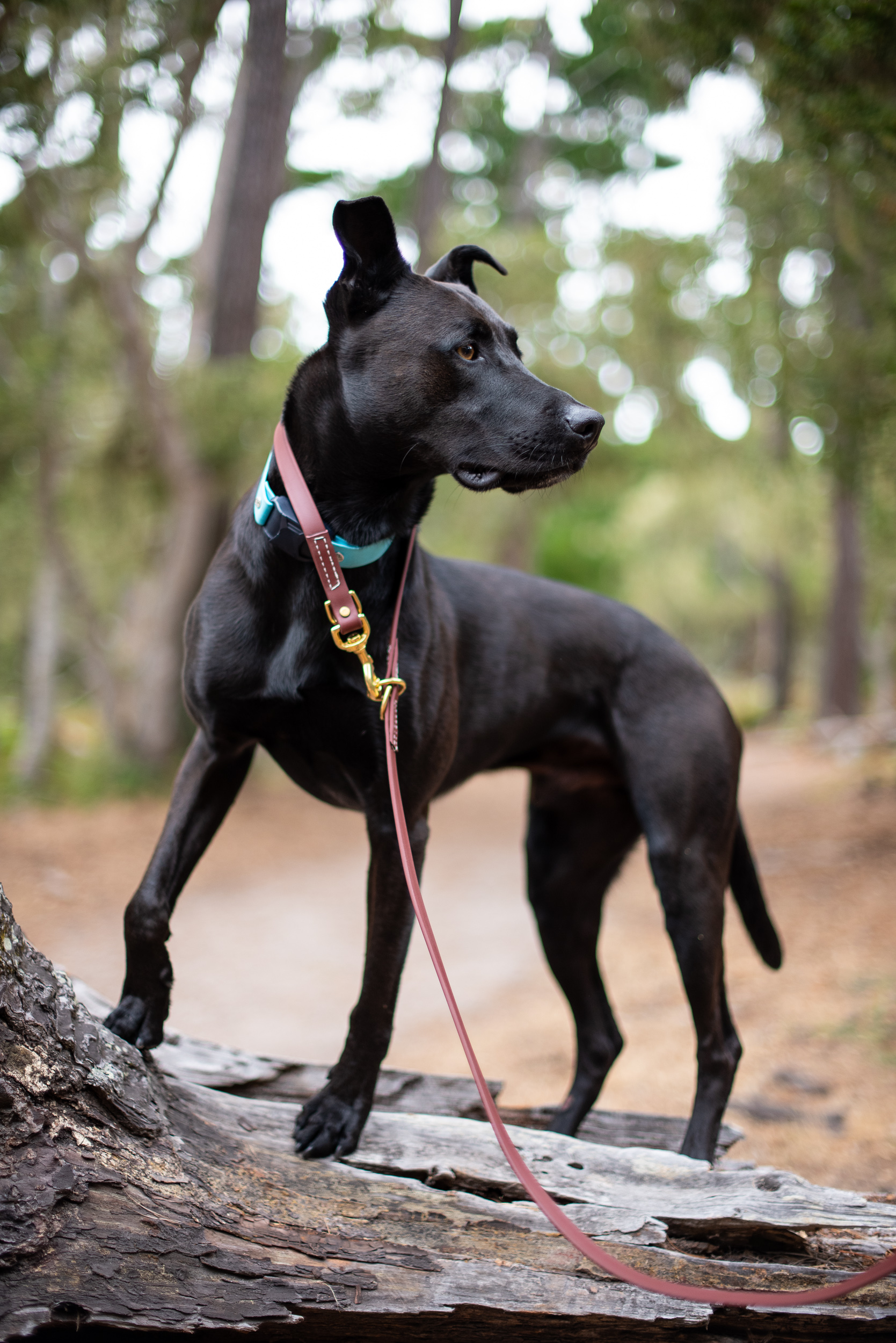 Multi Leash with E-Collar