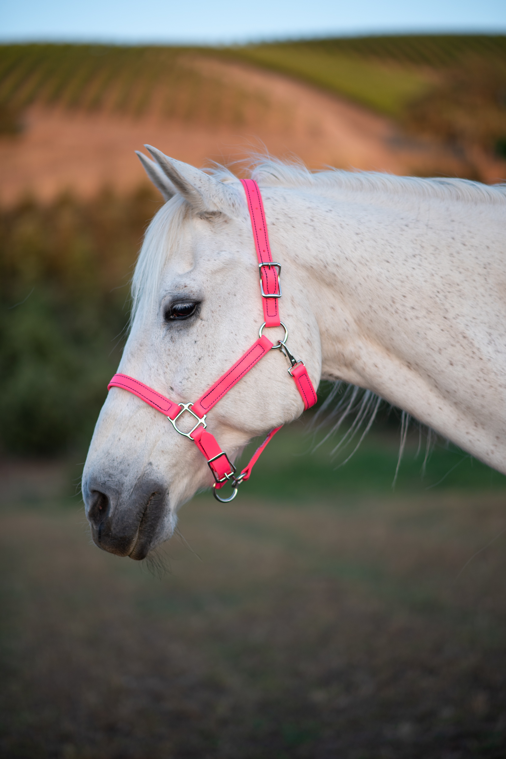 Neon Pink Halter