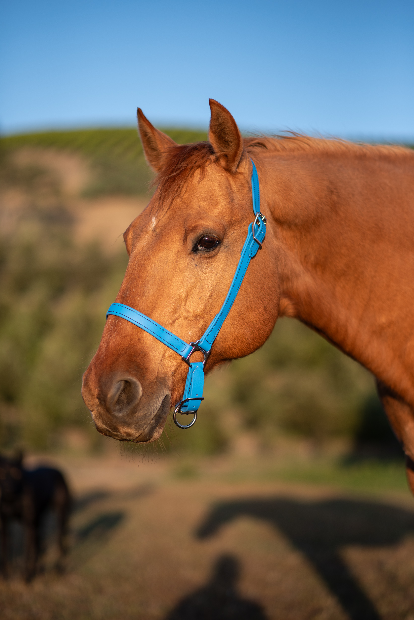 Sky Blue Grooming Halter