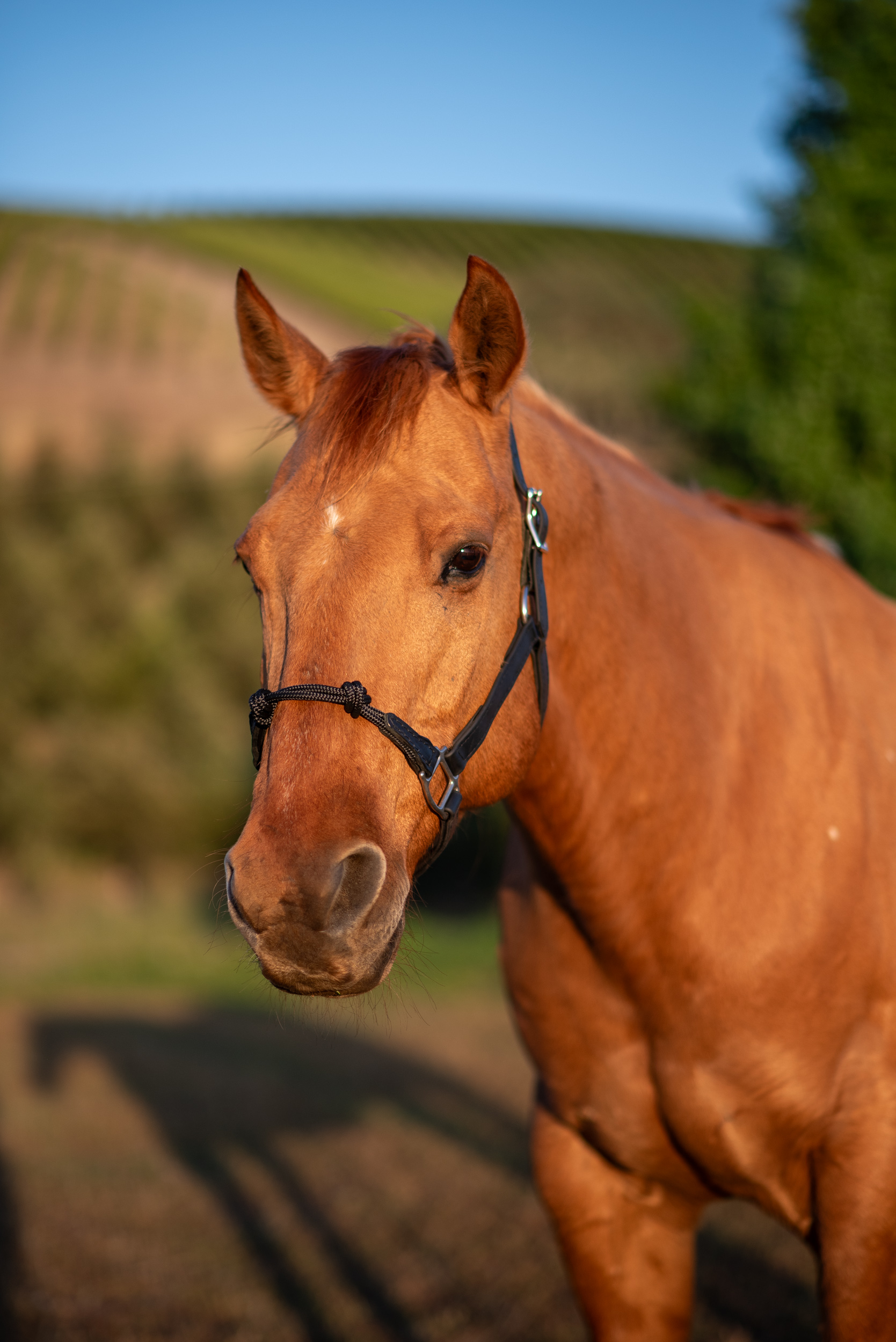 Black Halter with Rope Noseband