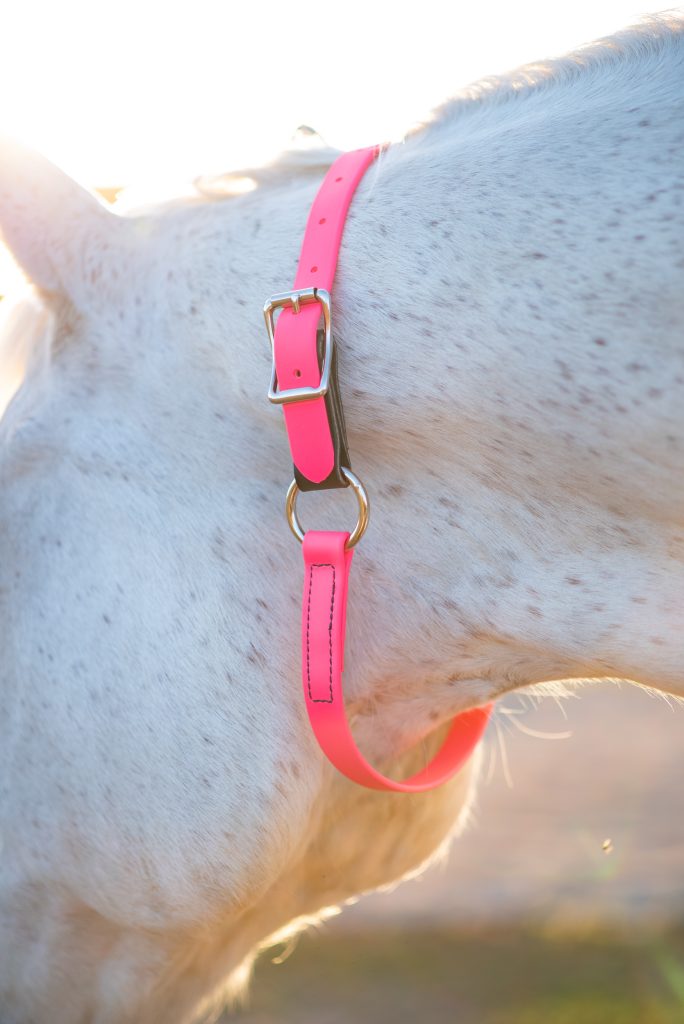 Neon Pink Neck Collar