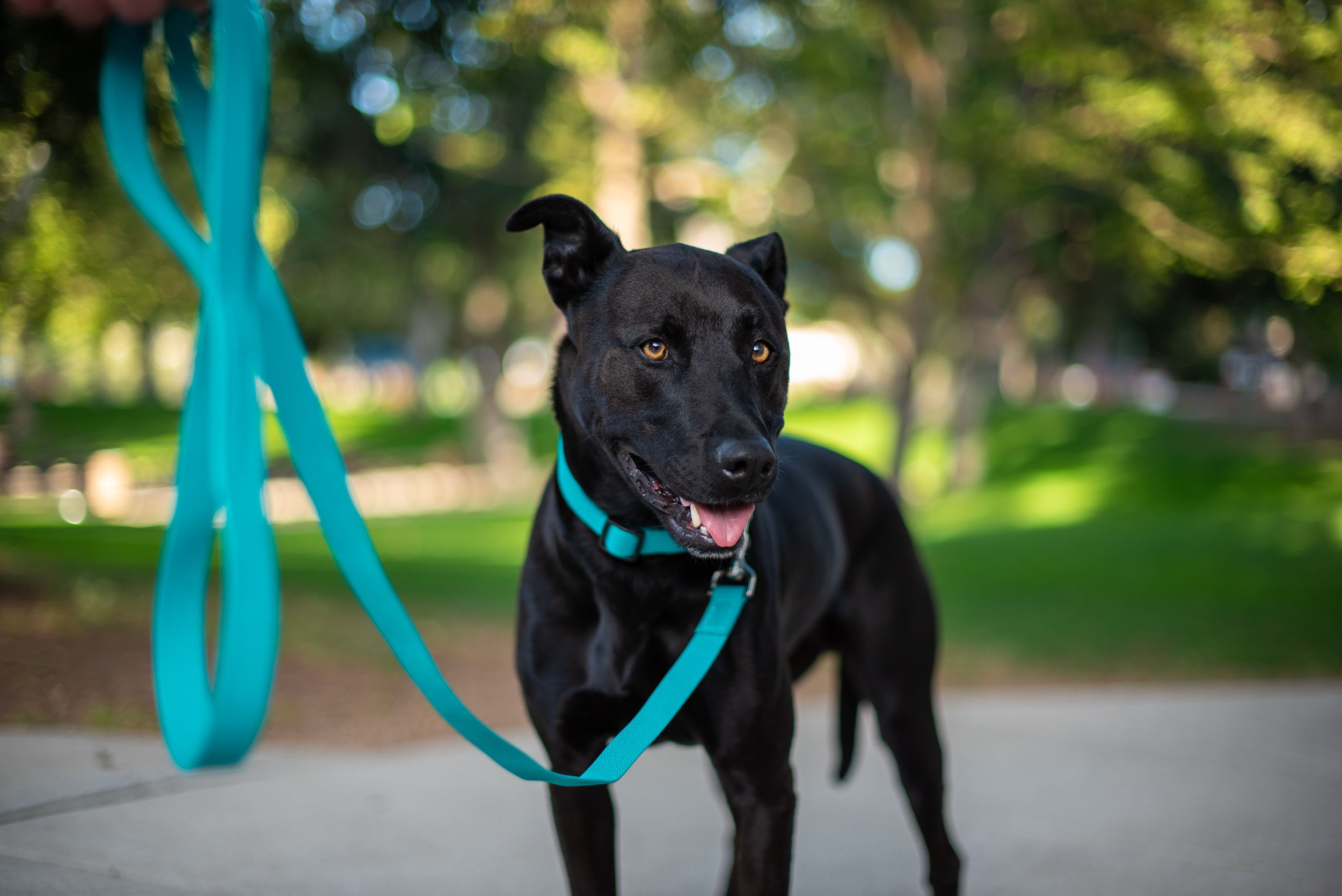 Turquoise Pebble Leash and Collar