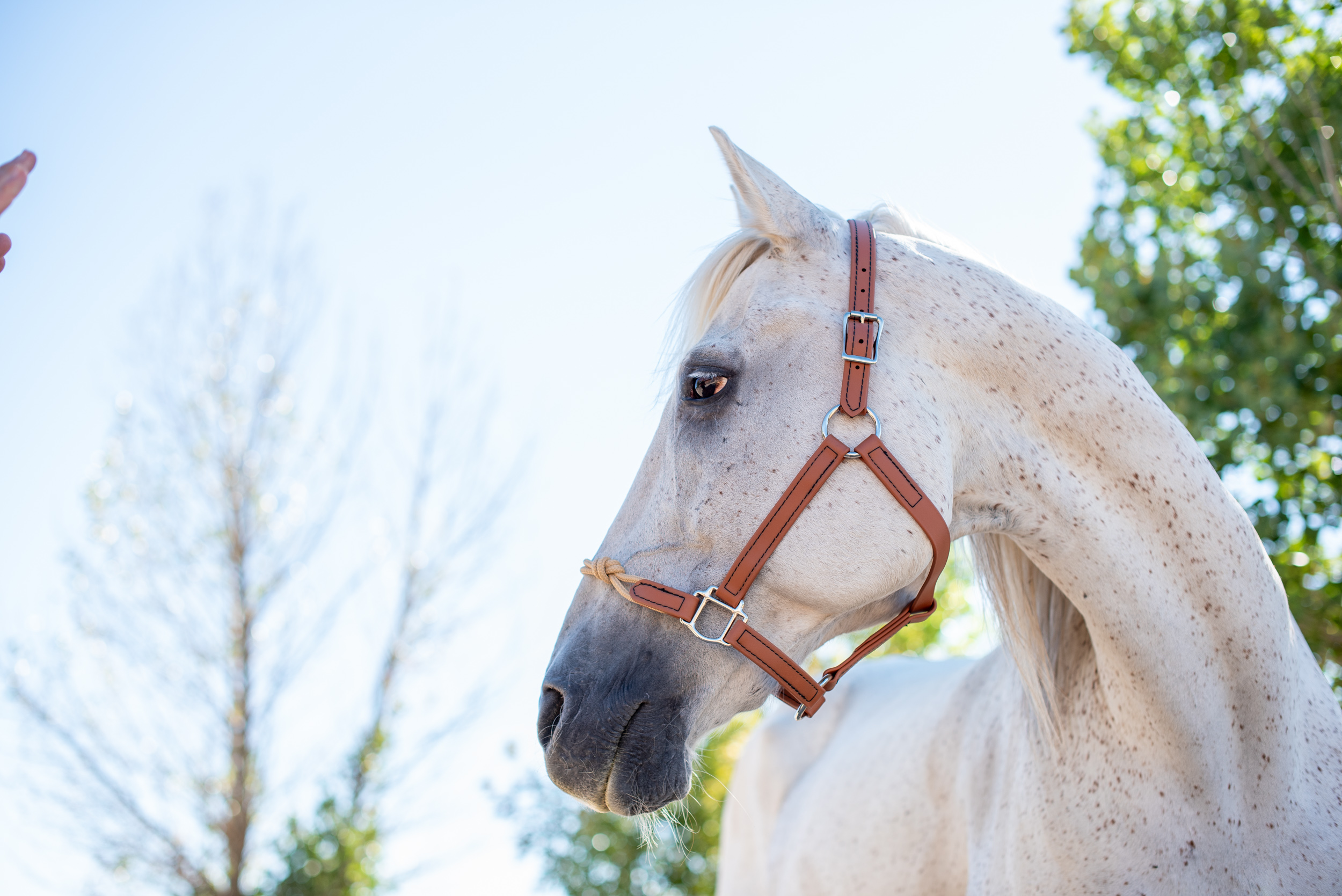 Light Brown Halter with Rope Noseband