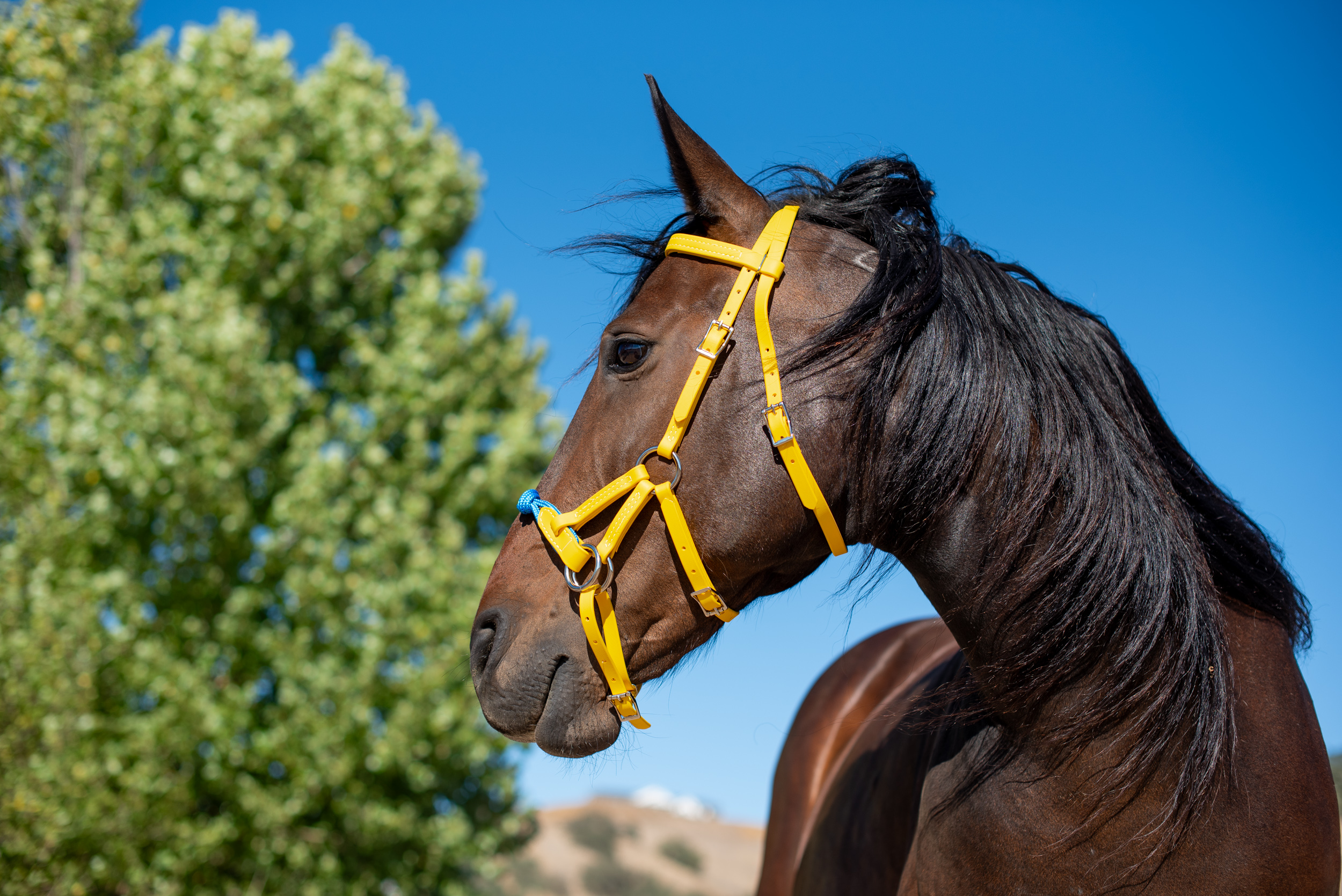 Sunflower Yellow Sidepull with Blue Rope Noseband