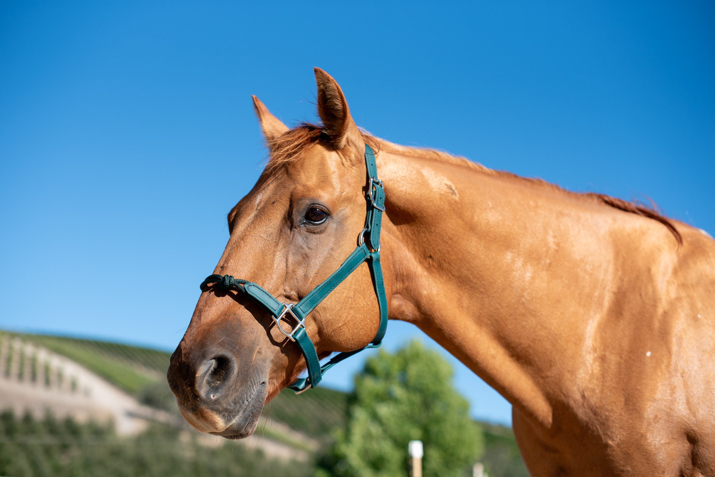 Hunter Green Halter with Rope Noseband