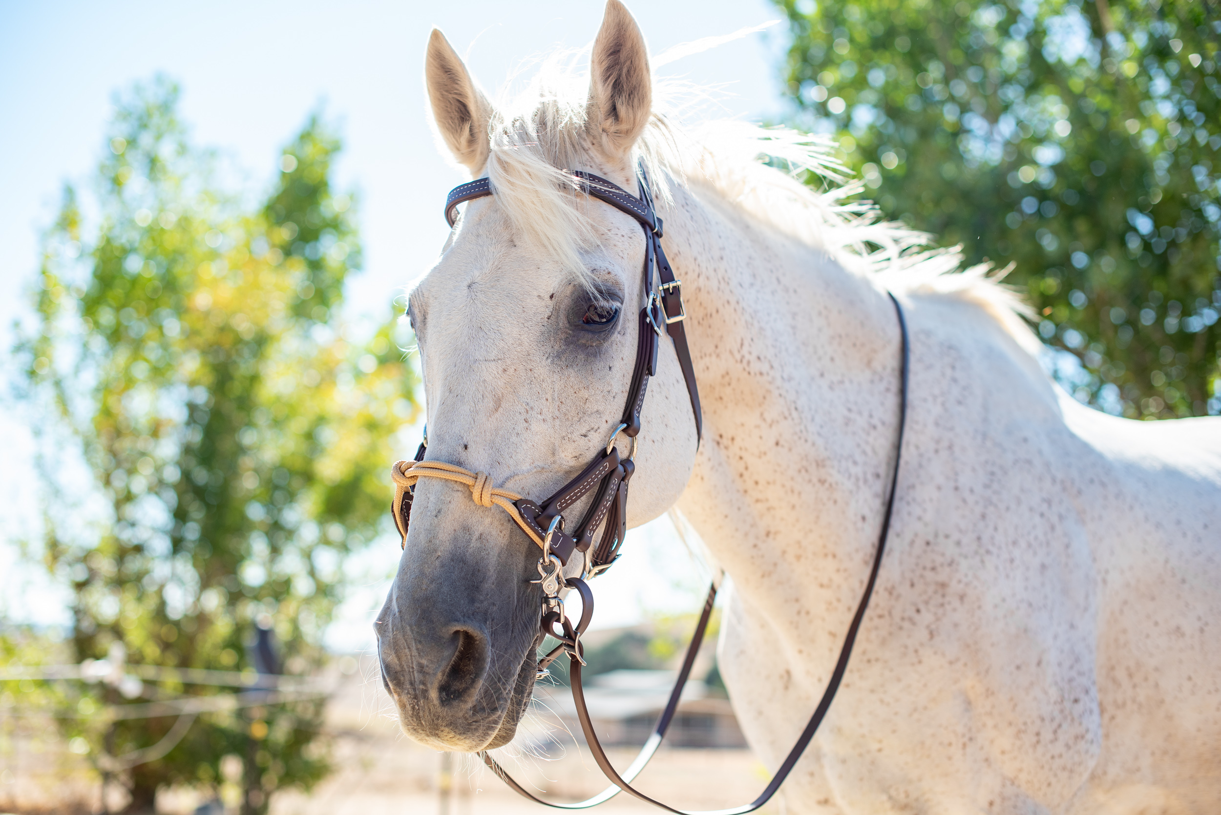 Dark Brown Sidepull with Tan Rope Noseband