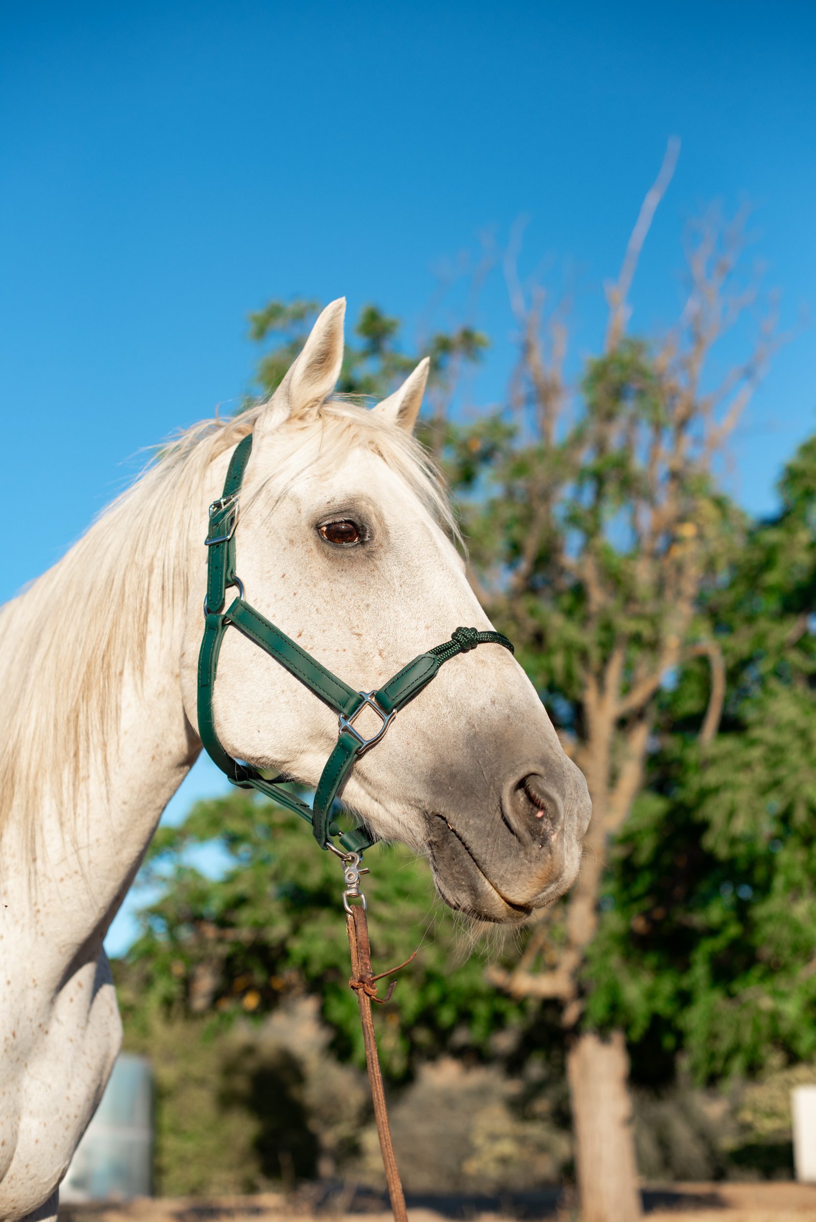 Hunter Green Halter with Rope Noseband