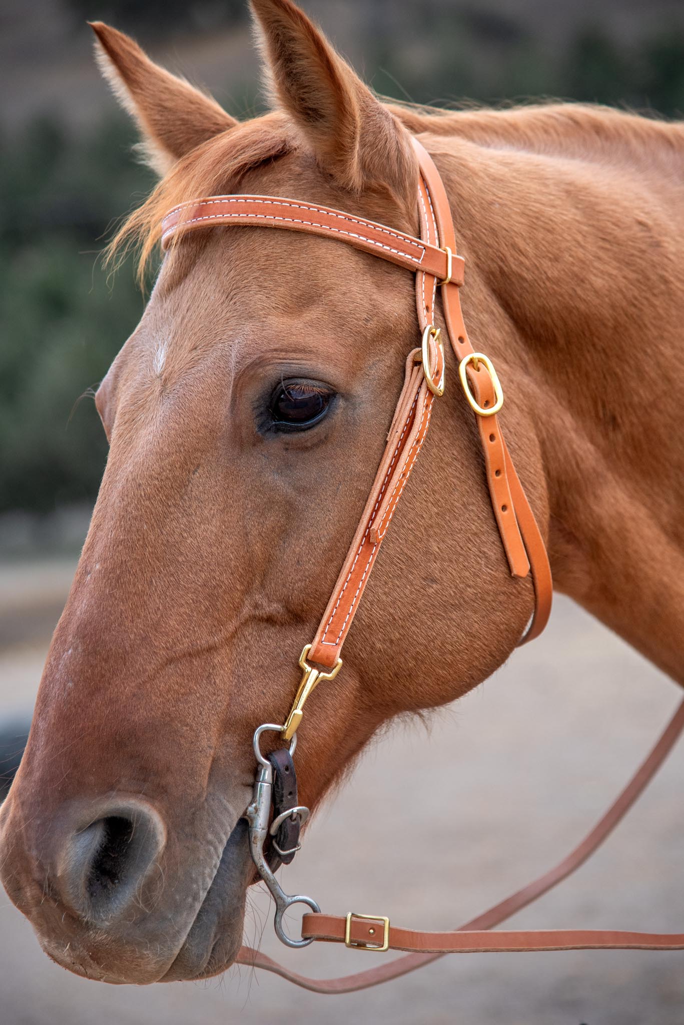 LEATHER Western Training Bridle with Quick Change Snaps