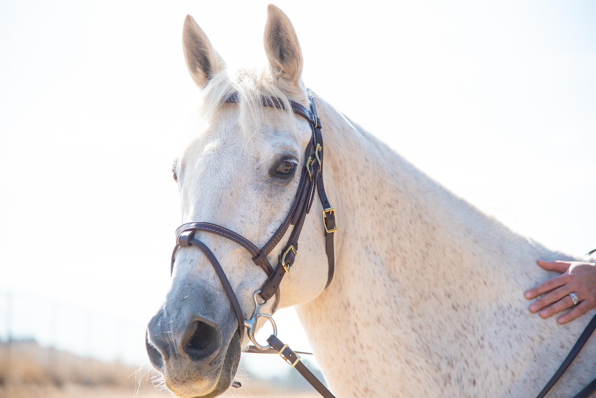 BETTER THAN LEATHER English Bridle