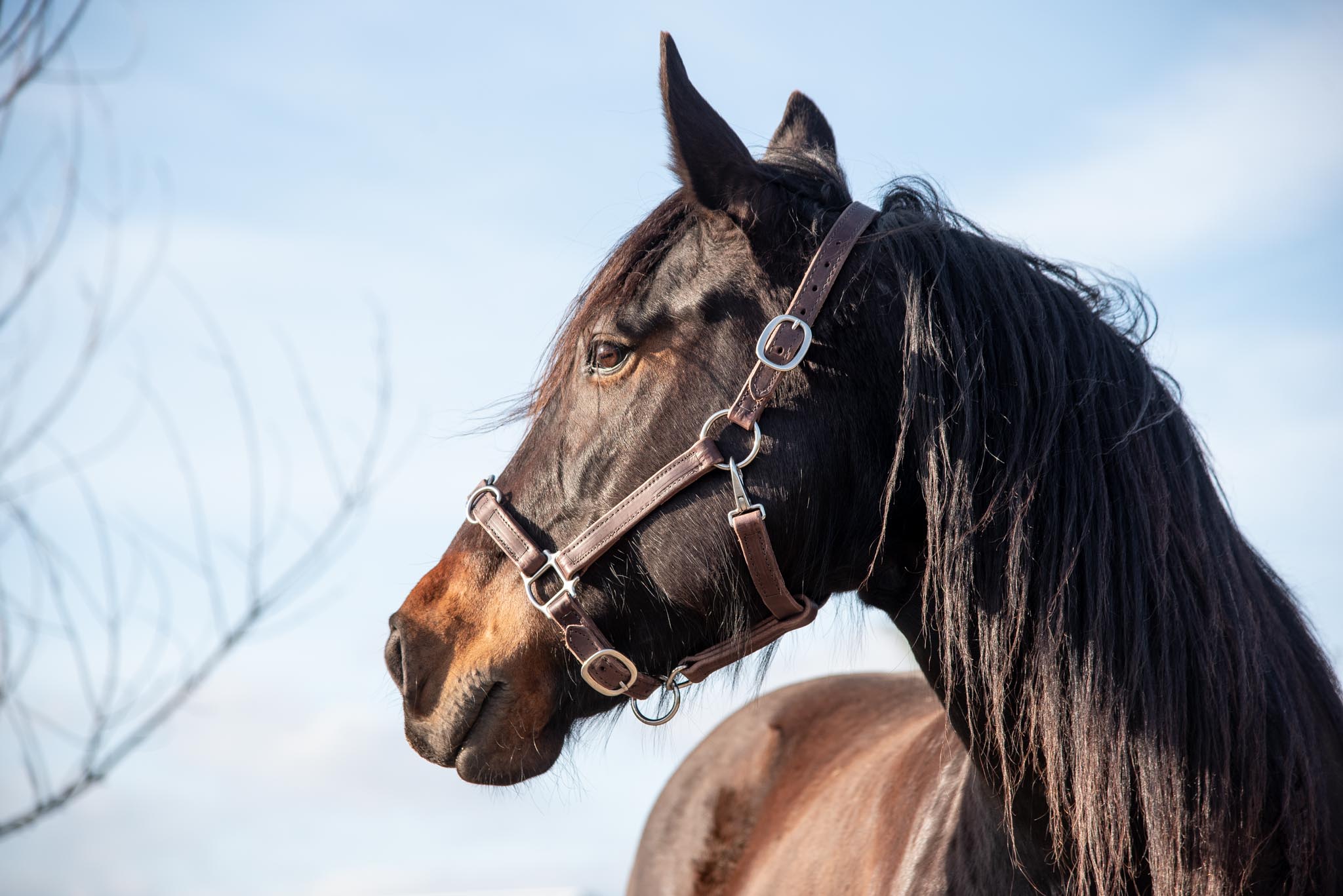 Leather Lunging Cavesson